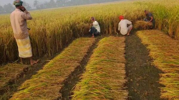 ধান কাটা-মাড়াইয়ে ব্যস্ত কৃষক