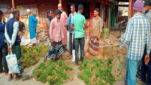 মধুখালীতে জমেছে বোরো ধানের চারার হাট