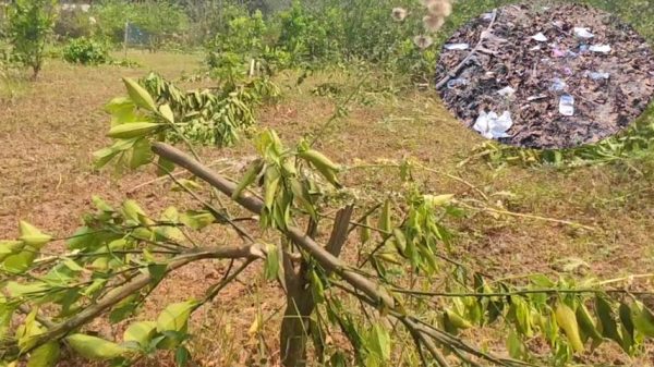 মাদকসেবনে বাধা দেয়ায় ৩শ' মাল্টা গাছ কেটে ফেলেছে দুর্বৃত্তরা
