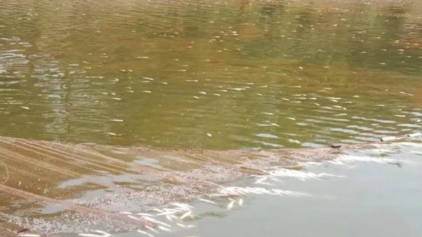 বোয়ালমারীতে মাছের সাথে শত্রুতা
