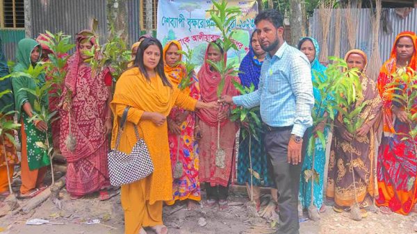 জাতীয় শোক দিবসে গ্রামীণ ব্যাংকের গাছের চারা বিতরণ