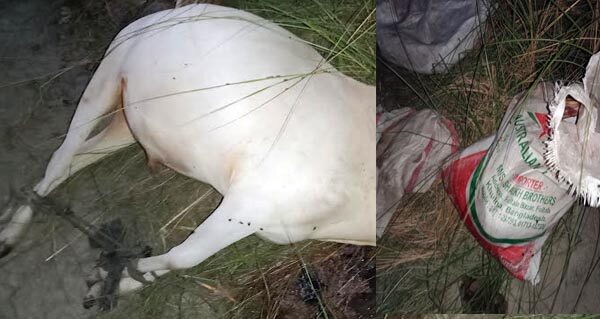 সদরপুরে ঈদে মাংস সরবরাহের গরু চুরির হিড়িক