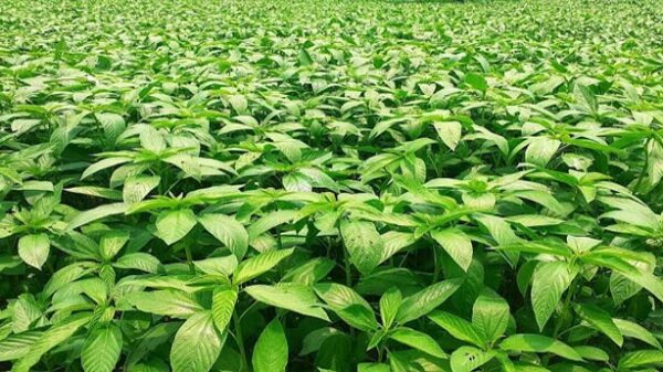সালথা'য় পাটের বাম্পার ফলনের আশায় চাষিরা