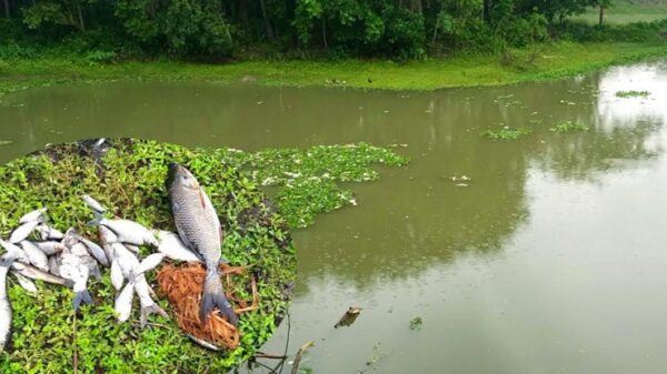 বিষ দিয়ে লাখ টাকার মাছ নিঁধন