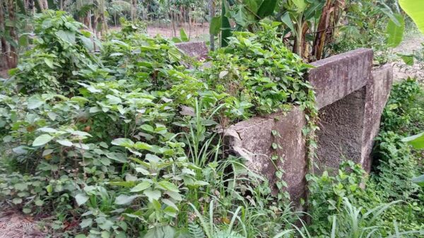 মধুখালীর সেতু লতাপাতায় ঢাকা : ব্যবহার হতে দেখেনি কেউ