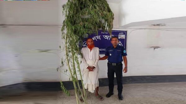 পুকুর পাড় থেকে গাঁজাগাছ উদ্ধার