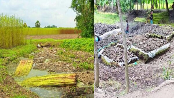 সালথায় পানির অভাবে মাটি খুড়ে পাট জাগ, দূর্ভোগে চাষীরা