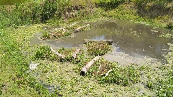 সালথায় পাট পঁচন নিয়ে বিপাকে চাষিরা