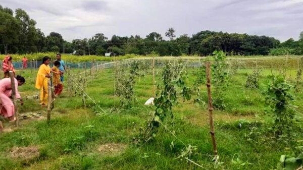 সালথায় সব্জি বাগানের সাথে এ কেমন শত্রুতা