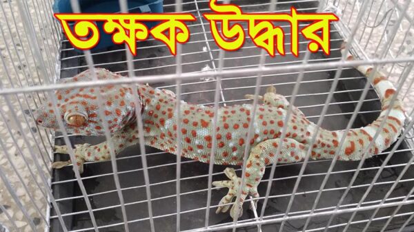 মধুখালীতে কোটি টাকার তক্ষক উদ্ধার