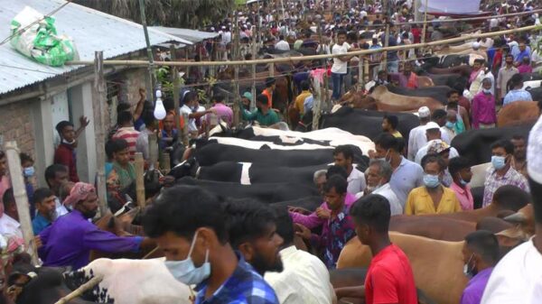 ভাঙ্গায় জমে উঠেছে পশুর হাট : দাম না পেয়ে হতাশ খামারীরা