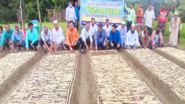 চিনিকলে আখরোপন কার্যক্রমে অংশগ্রহণ করলেন বিএসএফআইসি চেয়ারম্যান