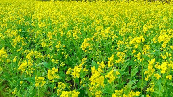 চোখ জুড়াবে সরষে ক্ষেত