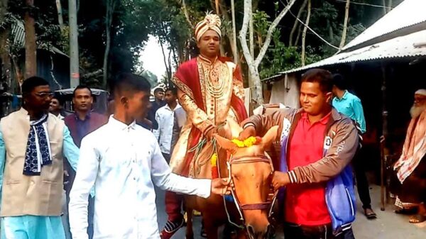 হারানো ঐতিহ্য ফেরাতে ফরিদপুওে ঘোড়ায় চড়ে বিয়ে