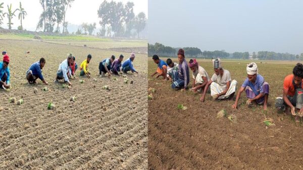 সালথায় হালি পেঁয়াজের চারা রোপনের ধুম