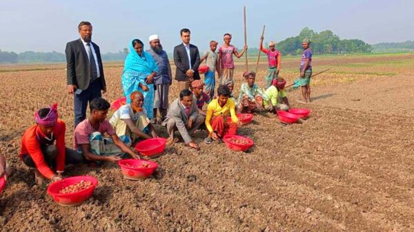 কালো সোনা ফলাতে ফরিদপুরে চলছে দানা পেয়াজের চাষ