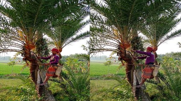 খেজুর গাছ প্রস্তুতে ব্যস্ত গাছি