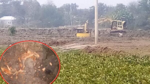 বোয়ালমারীতে সরকারী রাস্তার গাছ ও ফসলি জমির মাটি কাটার অভিযোগ