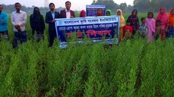 ফরিদপুরে সরিষা চাষের উপর মাঠ দিবস অনুষ্ঠিত