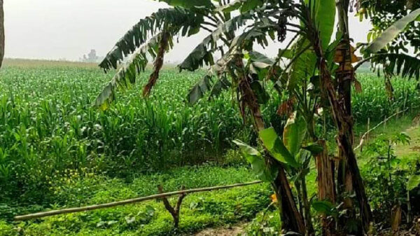 জমি সংক্রান্ত বিরোধ : একের পর এক মামলার অভিযোগ