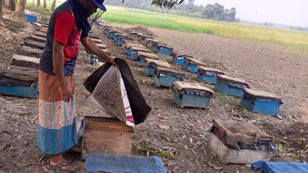 সরিষা ফুলের মধু সংগ্রহে ব্যস্ত ব্যবসায়ীরা