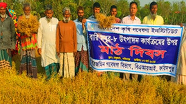 ফরিদপুরে বারি খেসারী-২ এর উৎপাদন কার্যক্রমের উপর মাঠ দিবস অনুষ্ঠিত