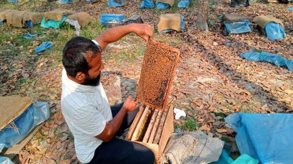 জনপ্রিয় হয়ে উঠেছে মধুখালীর খাঁচায় উৎপাদিত মধু