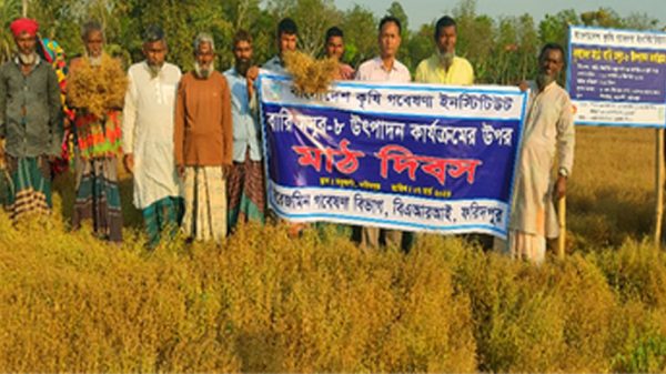 ফরিদপুরে বারি মসুর-৮ এর উৎপাদন কার্যক্রমের উপর মাঠ দিবস