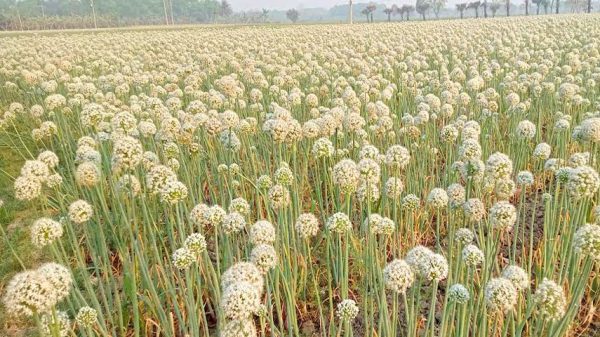 মধুখালীতে পেঁয়াজ বীজে লাভের আশা করছেন চাষিরা