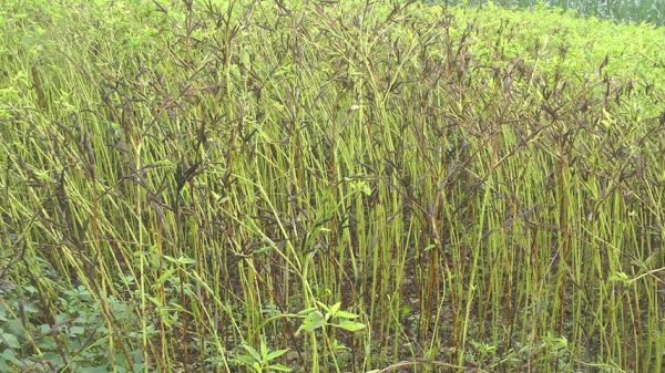 ভাঙ্গায় পাটবীজ উৎপাদনে অভাবনীয় সফলতা : বরাদ্দ না থাকায় কার্যক্রম ব্যহত