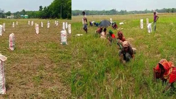 পেঁয়াজের ন্যায্যমূল্য দাবী সালথার চাষিদের