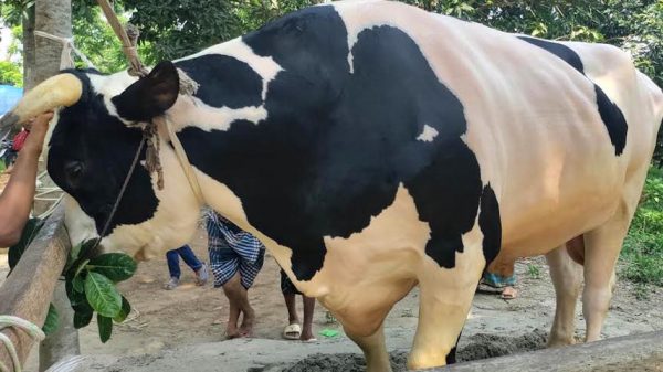 কোরবানির হাটে তোলার জন্য প্রস্তুত করা হচ্ছে সালথার ডন'কে