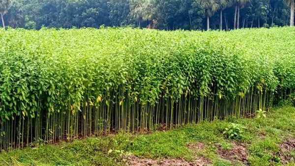 সালথায় বেড়ে উঠছে কৃষকের স্বপ্নের সোনালী আঁশ