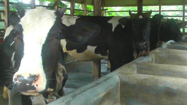 শেষ মুহুর্তে পশু পরিচর্যায় ব্যস্ত ভাঙ্গায় খামারিরা