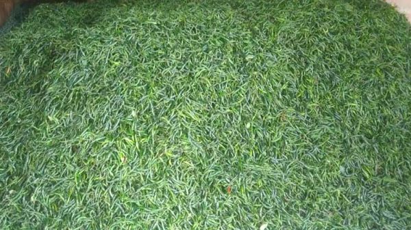 মধুখালীতে কাঁচা মরিচের দাম চড়া : কেজি ২৩০