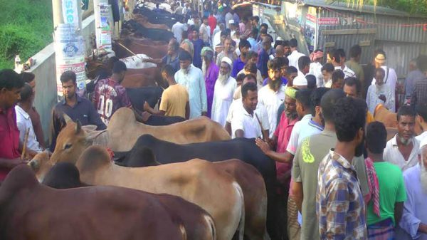 ভাঙ্গায় ক্রেতা-বিক্রেতাদের পদচারনায় জমজমাট পশুর হাট