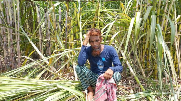 সালথায় রাতের আধারে কৃষকের ক্ষেতের আখ কেটে দিল দুর্বৃত্তরা