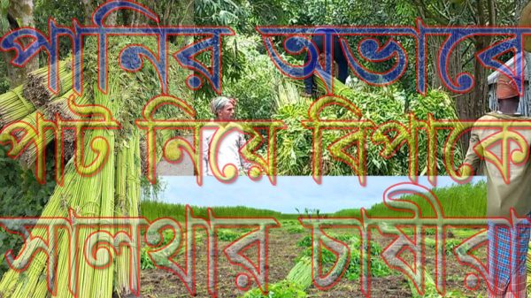 পানির অভাবে পাট নিয়ে বিপাকে সালথার চাষীরা
