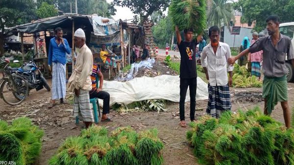 মধুখালীতে ধানের চারা সংগ্রহে ব্যস্ত চাষিরা