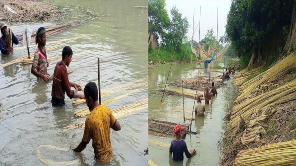 সালথায় পাটের আঁশ ছাড়ানো নিয়ে ব্যস্ত সময় পার করছে চাষিরা