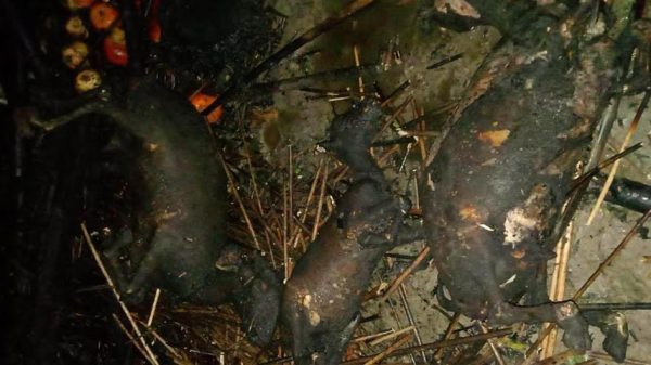 সালথায় মশার কয়েলে প্রতিবন্ধীর চারটি ছাগল ভষ্মিভুত