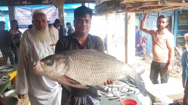 চরভদ্রাসনে জেলের জালে ২০ কেজি ওজনের কাতলা