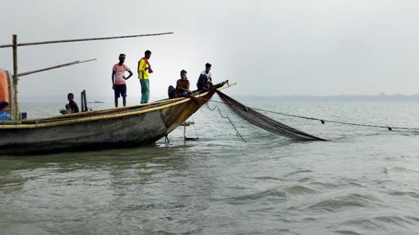পদ্মায় চলছে রেনুপোনা নীধনের মহোৎসব