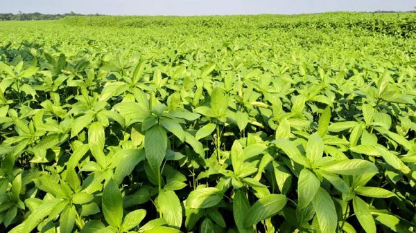 পাট উৎপাদনে বাড়বে খরচ, আগ্রহ কমবে কৃষকের